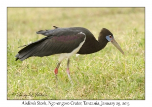 Abdim's Stork