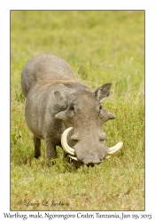 Warthog