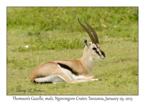 Thomson's Gazelle