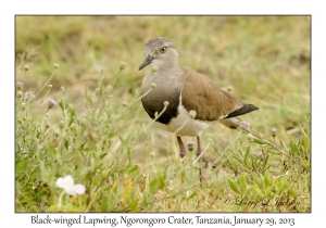 Black-winged Lapwing