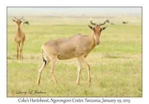 Coke's Hartebeest