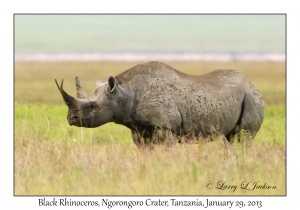 Black Rhinoceros