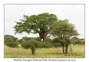 Baobab