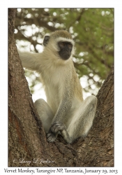 Vervet Monkey