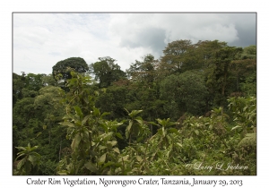 Crater Rim Vegetation