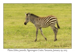 Plains Zebra