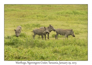 Warthogs