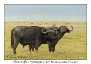 African Buffalo