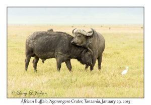 African Buffalo