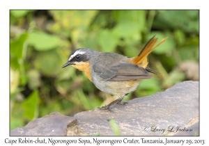 Cape Robin-chat