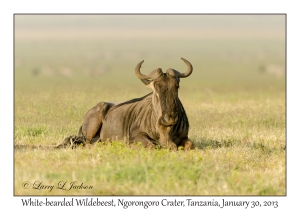 White-bearded Wildebeest