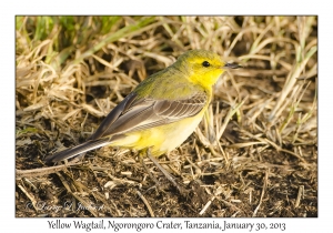 Yellow Wagtail