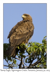 Tawny Eagle