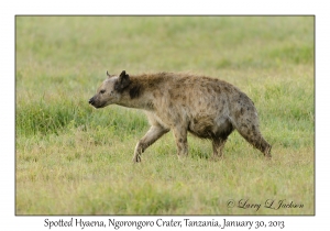 Spotted Hyena