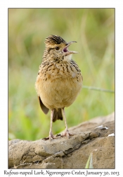 Rufous-naped Lark