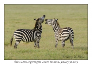 Plains Zebra