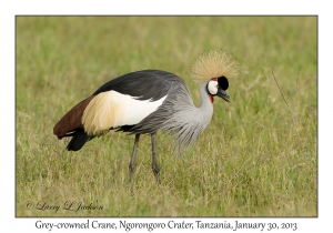 Grey-crowned Crane