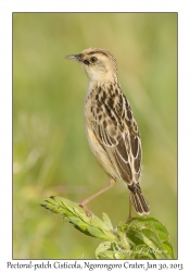 Pectoral-patch Cisticola