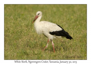 White Stork