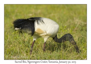 Sacred Ibis