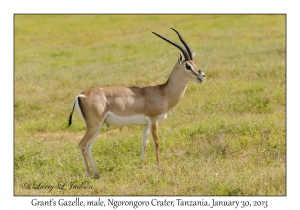 Grant's Gazelle