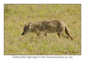 Golden Jackal