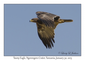 Tawny Eagle