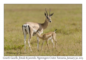 Grant's Gazelles