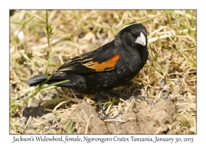 Jackson's Widowbird