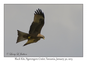 Black Kite