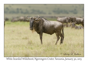 White-bearded Wildebeest