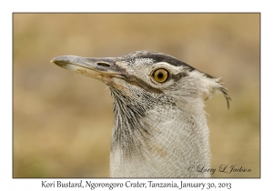 Kori Bustard