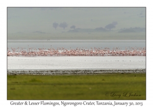 Greater & Lesser Flamingos