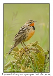 Red-breasted Longclaw