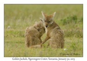 Golden Jackals