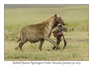 Spotted Hyena