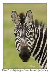 Plains Zebra