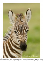 Plains Zebra