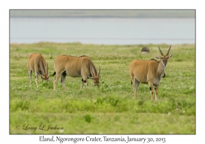 Eland