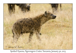 Spotted Hyena