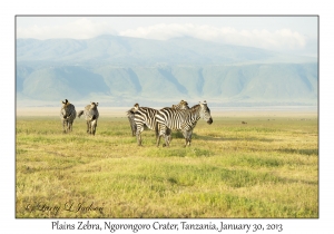 Plains Zebra