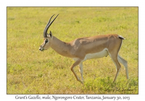 Grant's Gazelle