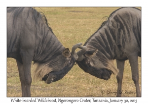 White-bearded Wildebeest