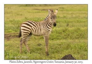 Plains Zebra