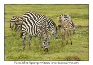 Plains Zebra