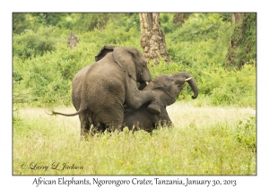 African Elephants