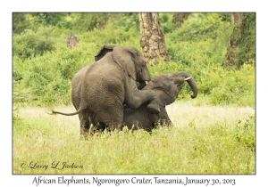 African Elephants