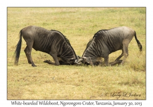 White-bearded Wildebeest