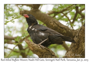 Red-billed Buffalo Weaver