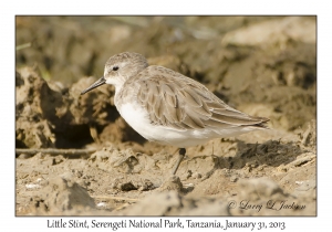 Little Stint